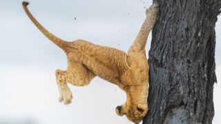 A 3-month-old lion cub crash-lands as it tries to get out of a tree in the Serengeti of Tanzania. The little lion spent some time looking for the right spot for a dismount, U.S. photographer Jennifer Hadley said in a statement; but it was probably his first time in a tree, and the landing didn't go so well. "He was just fine though after landing on the ground," Hadley said. "He got up and ran off with some other cubs."