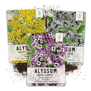 A set of three assorted alyssum seed sachets