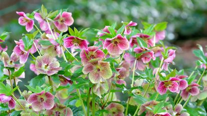 Elegant hellebores growing in a garden