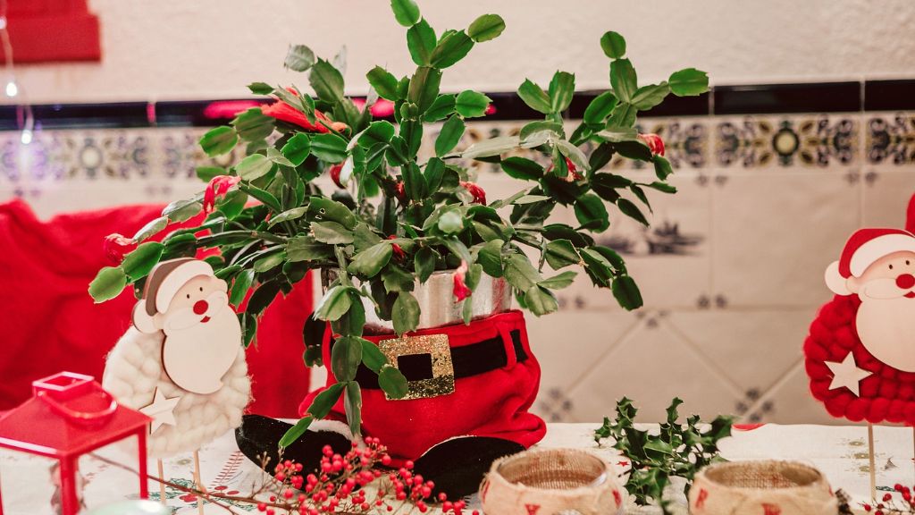 blooming Christmas cactus in cute Christmas decor setting 