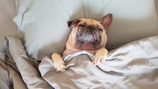 French Bulldog sleeping