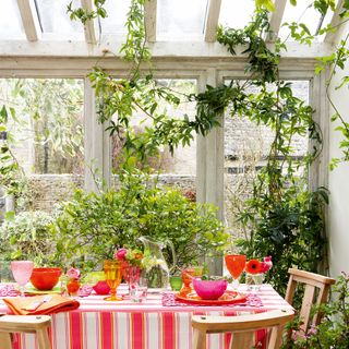 Climbing plants in conservatory with red and pink tableware
