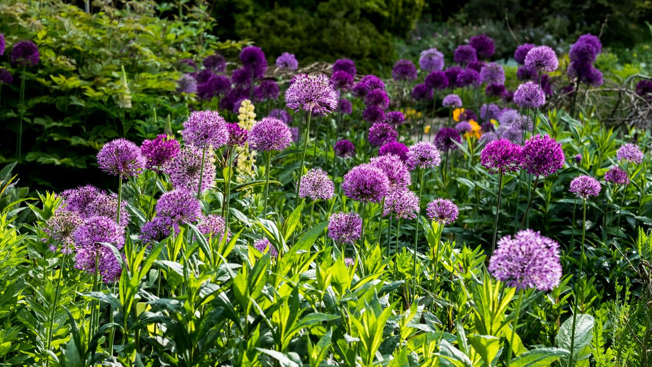 Assortment of alliums in a garden