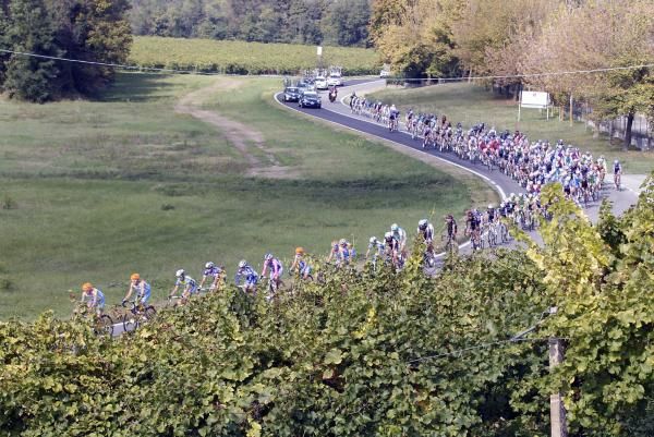 The peloton winds through a vineyard
