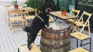 cocktails for dogs at dog-friendly bar