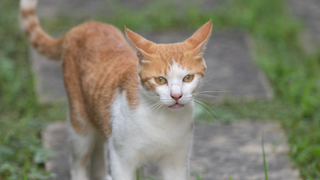 Ginger and white cat standing up with its ears back and a grimacing face