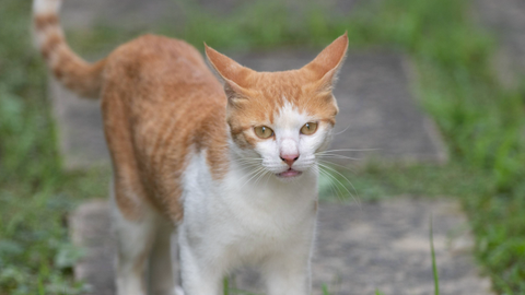 Do cats fart? What you need to know about feline flatulence | PetsRadar