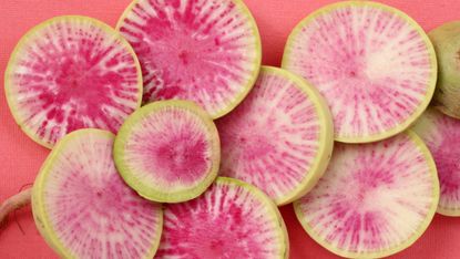 watermelon radish harvested from vegetables to plant in september