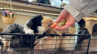 Guinea pigs being fed