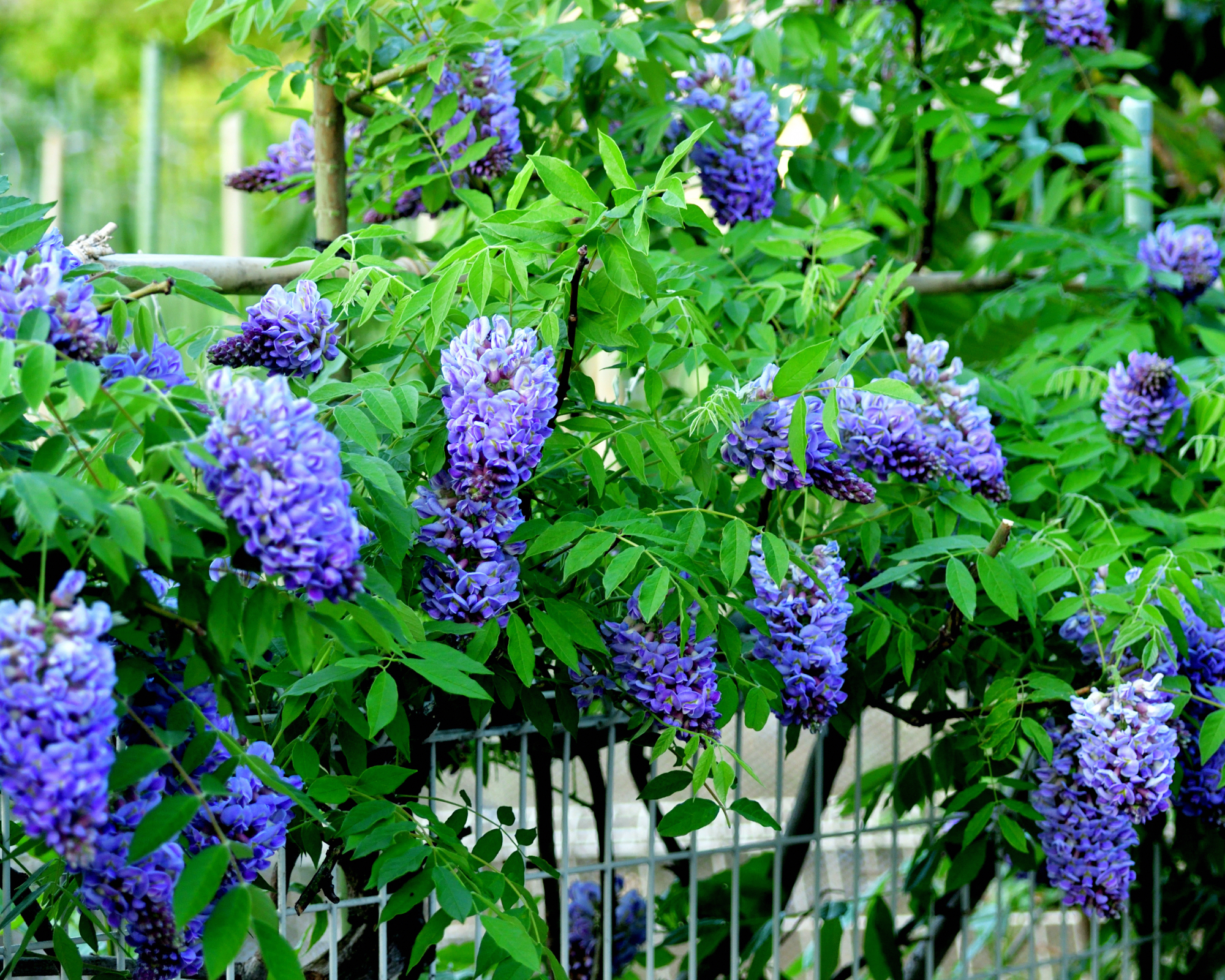 wisteria climbing vine growing on fence