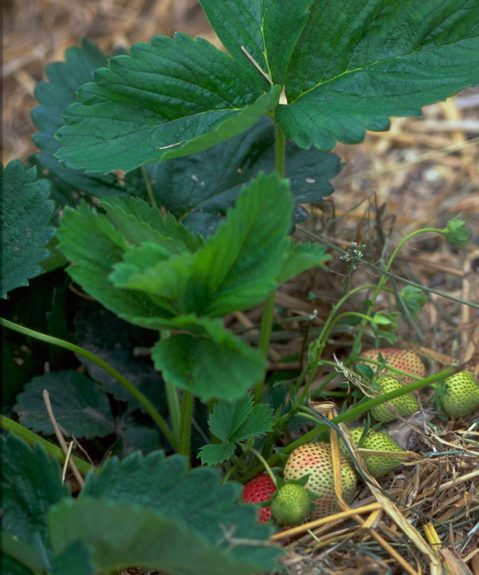 How and when to fertilize strawberries expert tips to try gardeningetc
