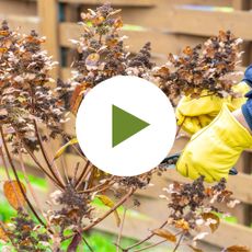 Pruning Panicle Hydrangea in Spring