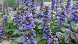 Blue Flowering Bugleweed (Ajuga reptans)