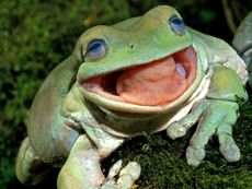 Australian tree frogs (Litoria caerulea) are not terribly discriminating about what they put in their mouths.