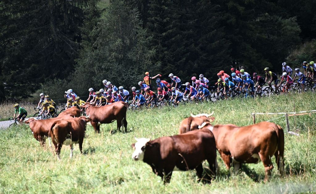 The pack of riders climb during the fourth stage of the 72nd edition of the Criterium du Dauphine cycling race 153 km between Ugine and Megeve on August 15 2020 Photo by AnneChristine POUJOULAT AFP Photo by ANNECHRISTINE POUJOULATAFP via Getty Images