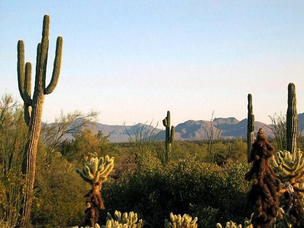 The Sonoran Desert