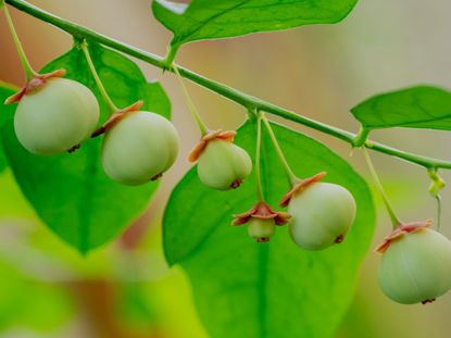 Katuk Sweetleaf Shrub