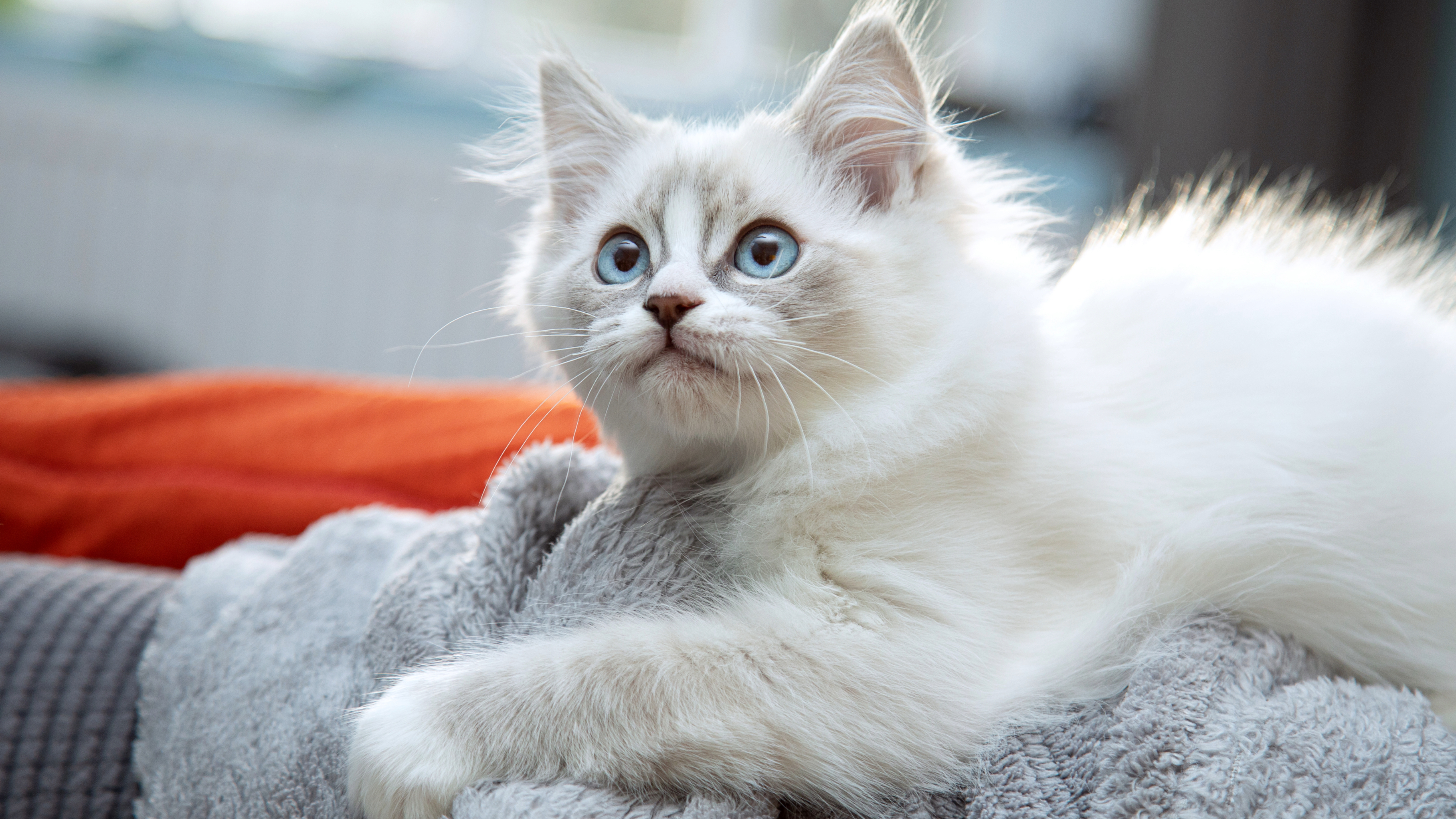 Ragdoll kitten