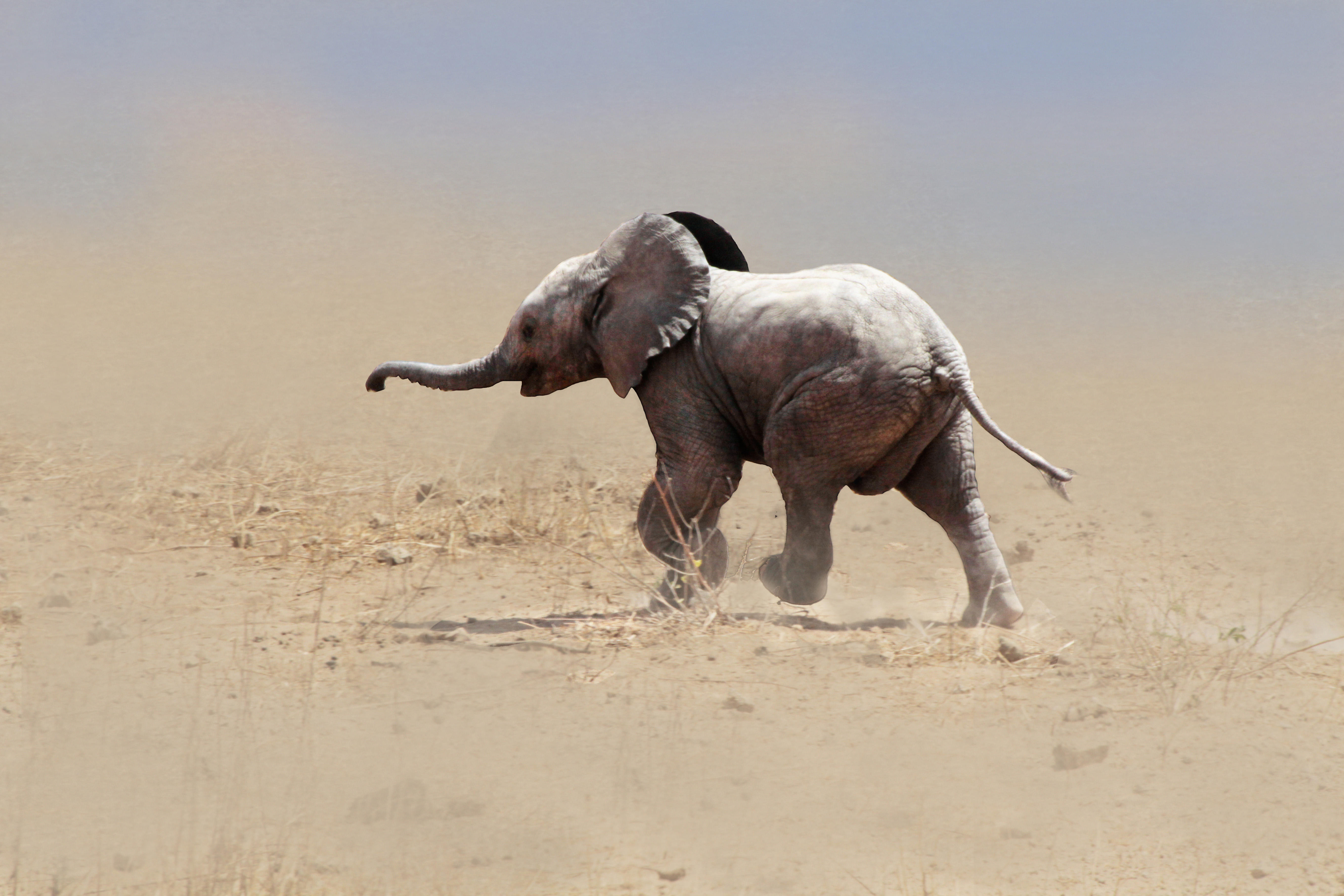 baby elephant
