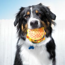 dog holding a cheeseburger dog toy