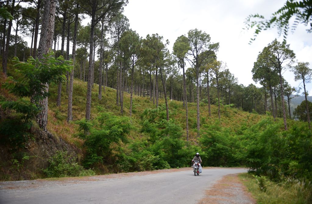 A 2018 photo shows trees in Pakistan.