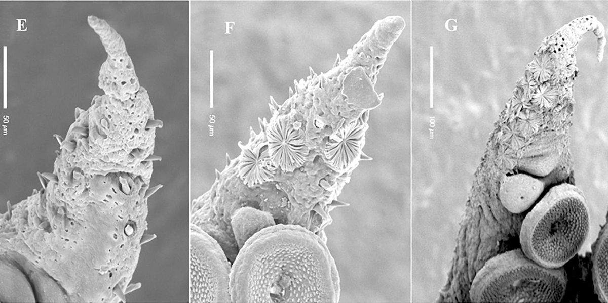 Microscopy images showing the mysterious Kölliker’s organs extending and blooming from a young octopus&#039; arm