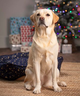 dog sitting in front of christmas tree