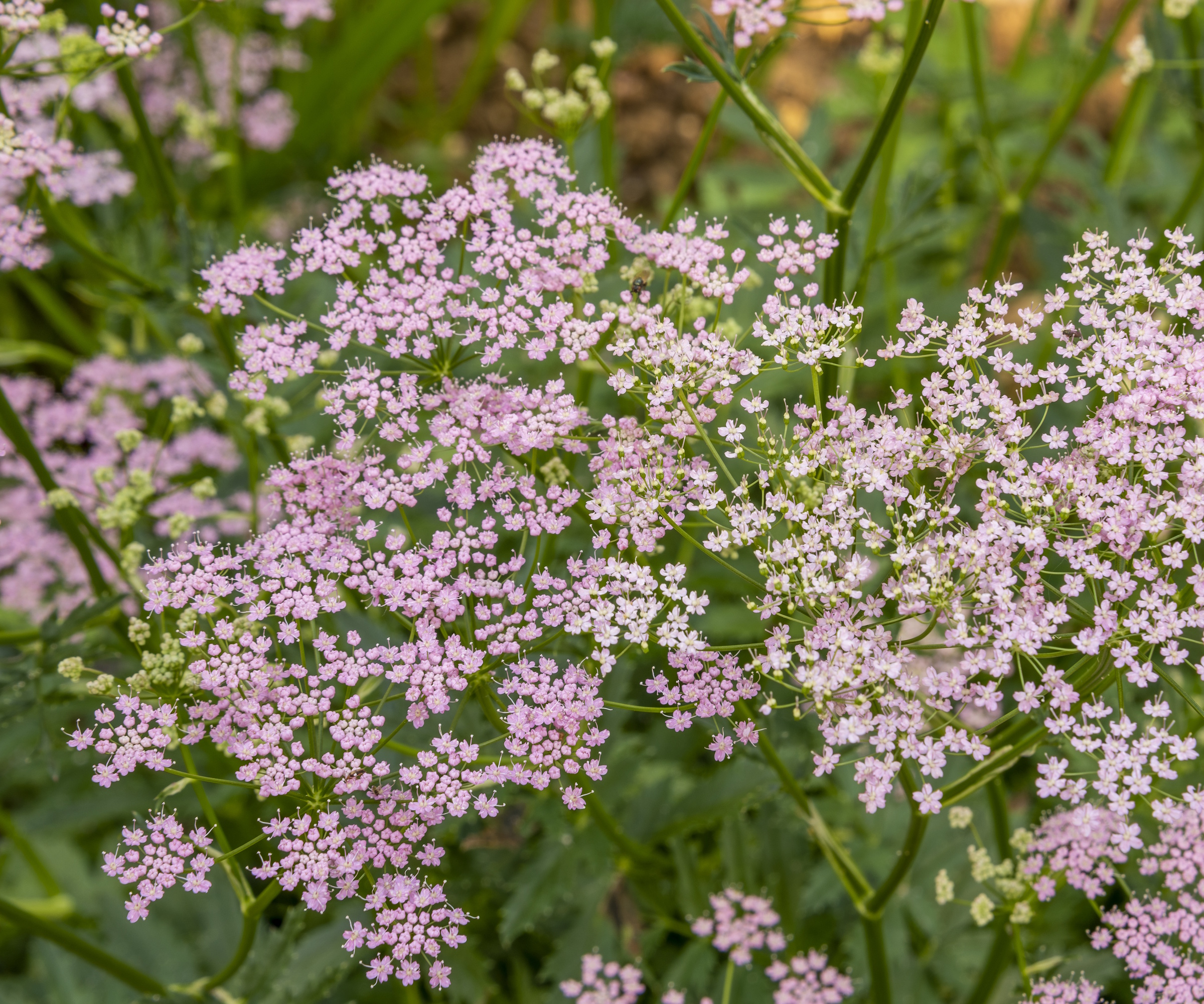 Close up of pink flower head of Pimpinella major 'Rosea'