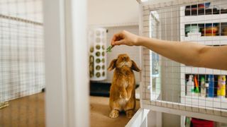 bunny feed fed in its hutch