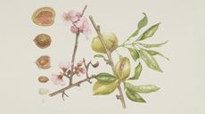 Botanical illustration 