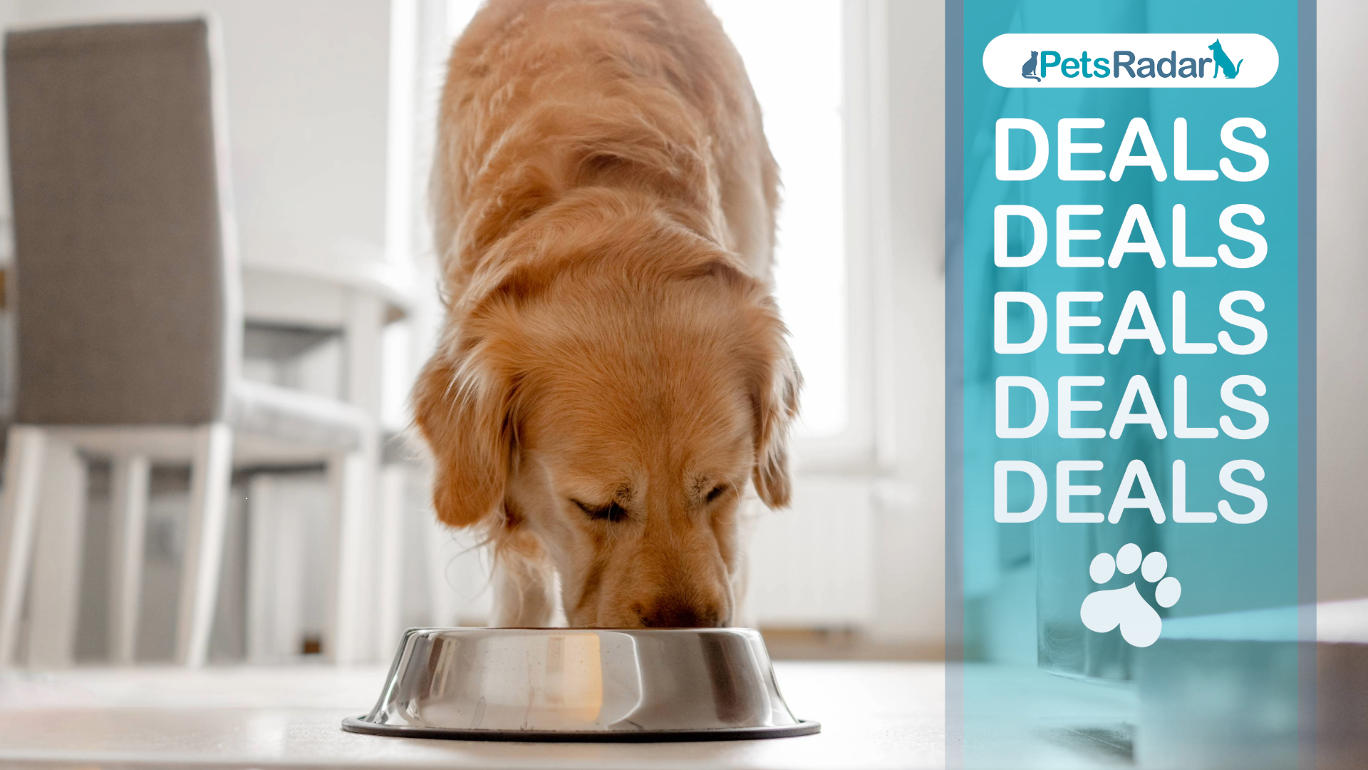 Dog eating from a food bowl with petsradar logo and deals and pawprint overlay