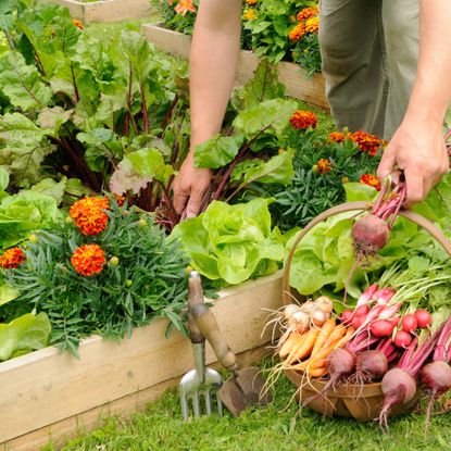 Harvesting vegetables from raised beds