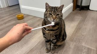 Megan's hand holding a toothbrush in front of her cat Nala's face who is sitting down on wooden flooring