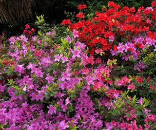 Pink and red azaleas in bloom