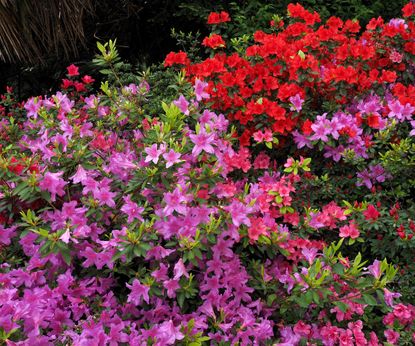 When to fertilize azaleas: expert tips for healthy plants | Homes & Gardens