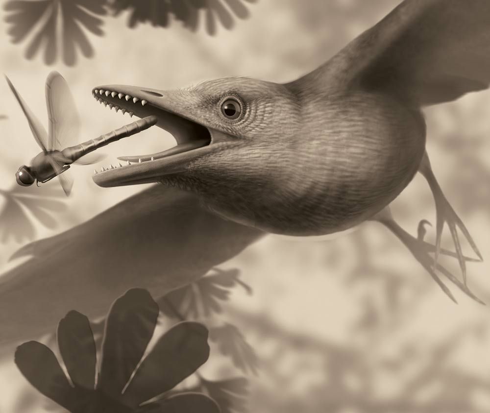 toothed-bird illustration