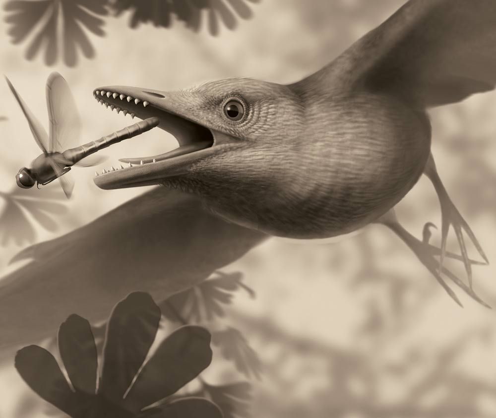 Weird! This Odd, Ancient Bird Had Sharp Teeth | Live Science