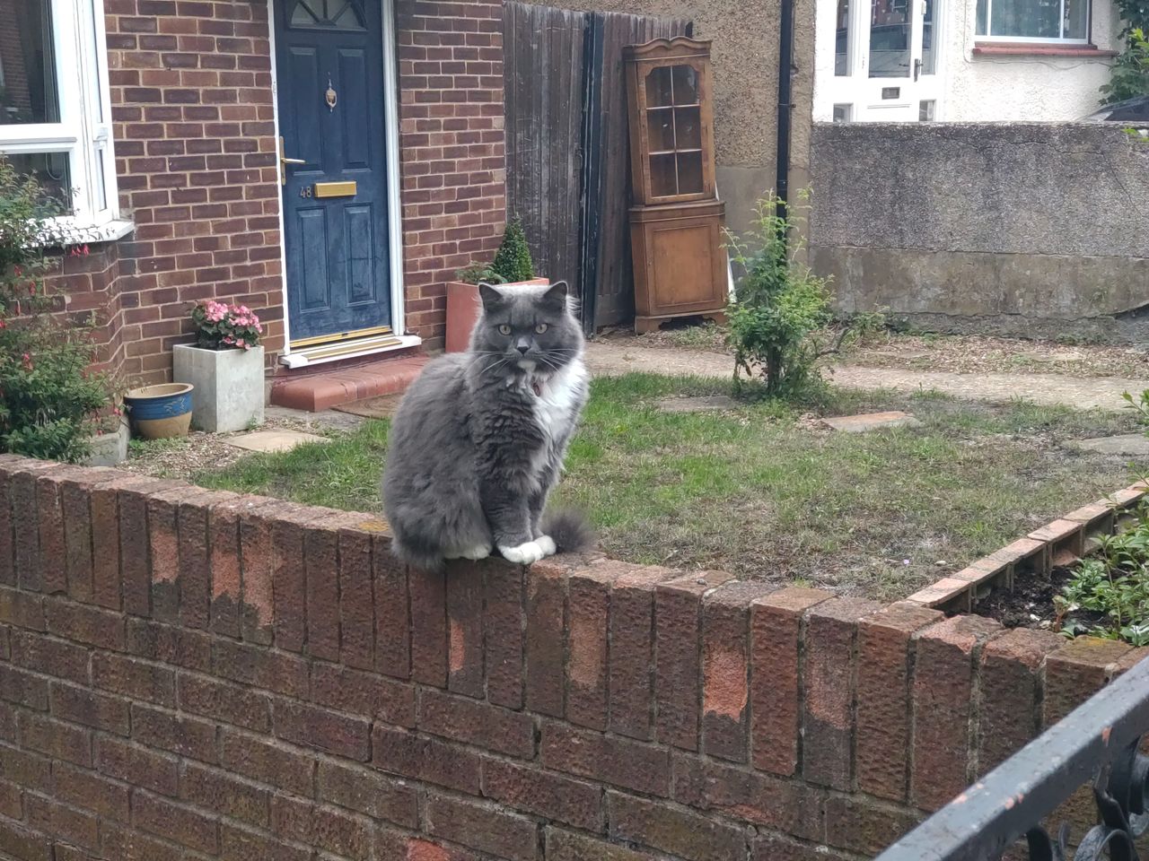 A cat shot on the Xperia 10 III