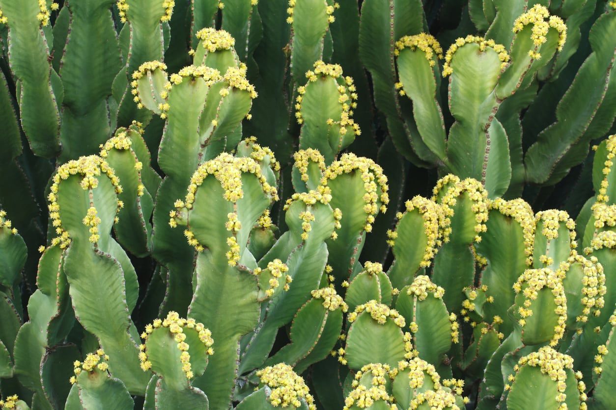 Moroccan Mound Succulents