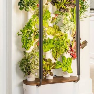 Hydroponic herb garden in an apartment