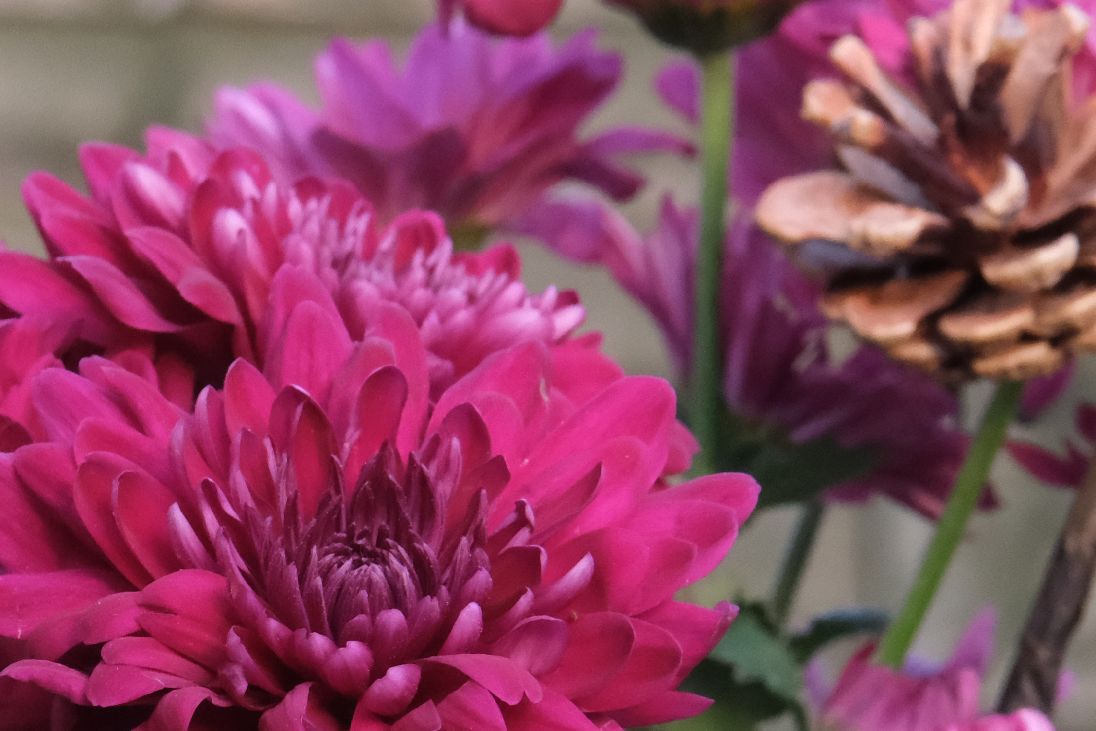 A photo of flowers showing the Fujifilm X-T5 noise levels