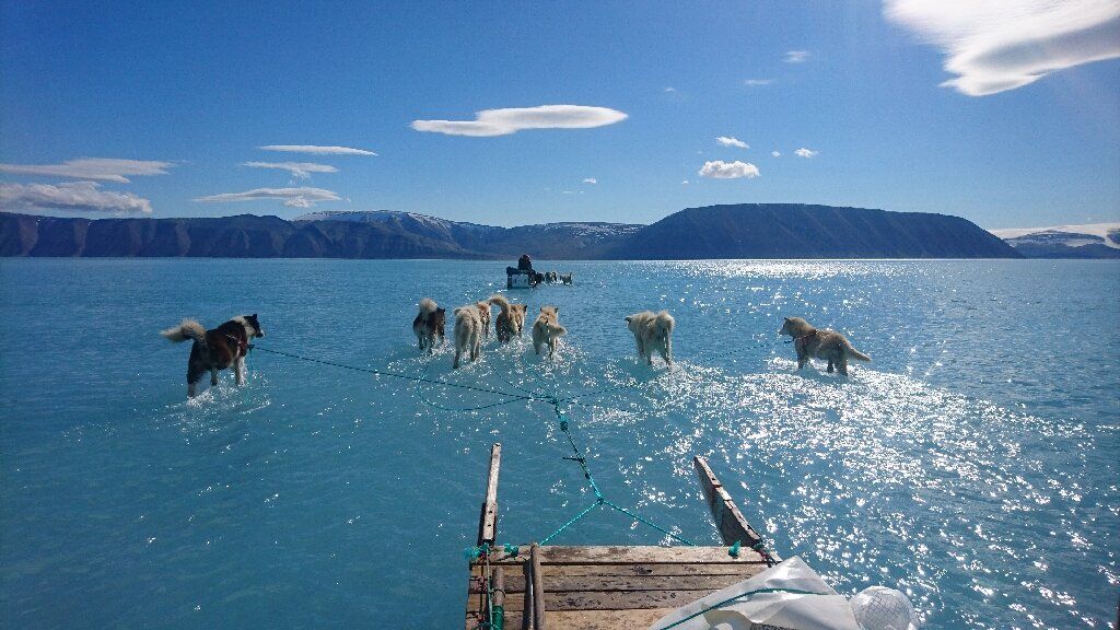 A June 13 photo shows sled dogs wading through water on an expedition that was forced to turn around due to anomalous early ice melt.