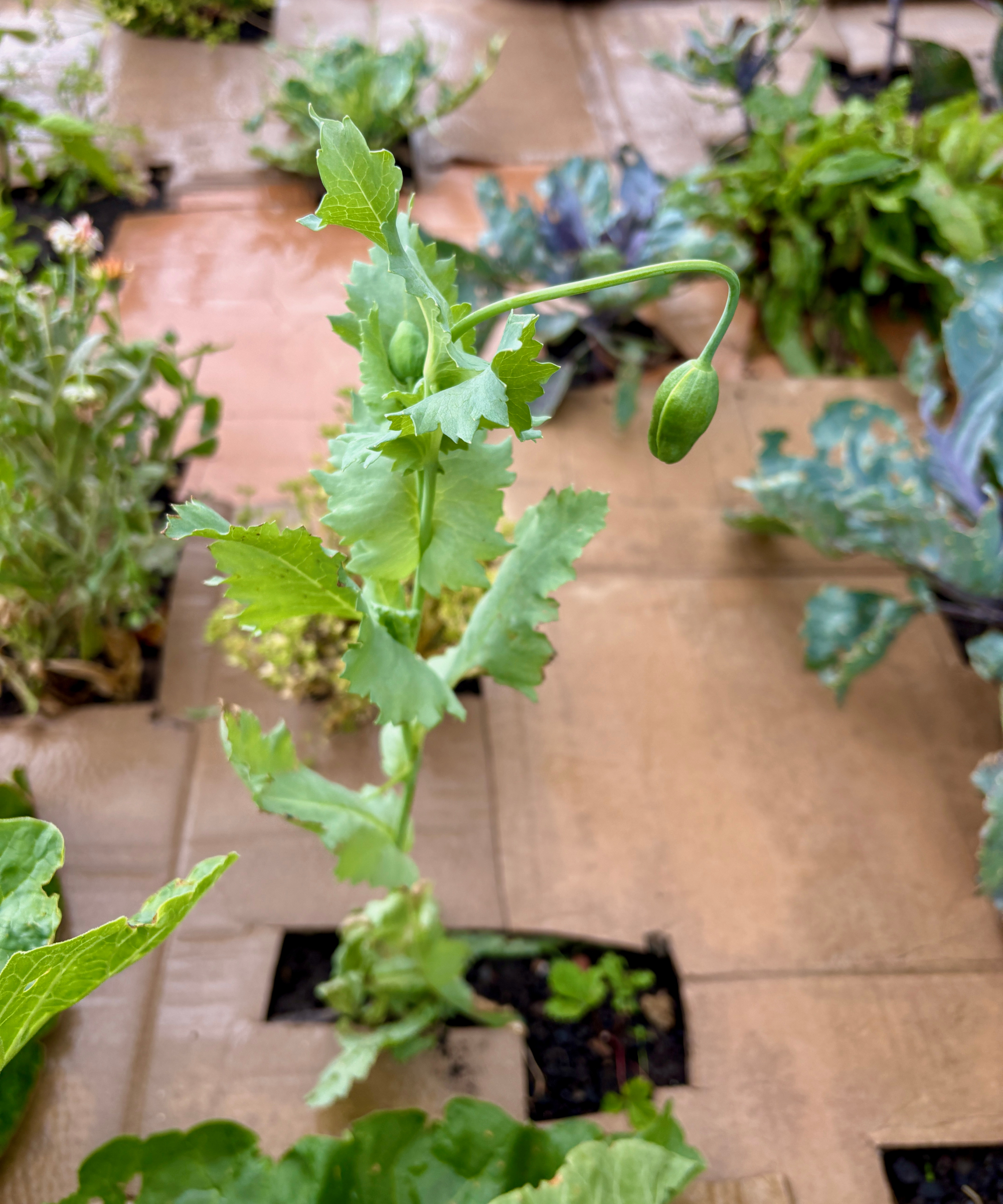 Poppy growing in a raised bed mulched with cardboard