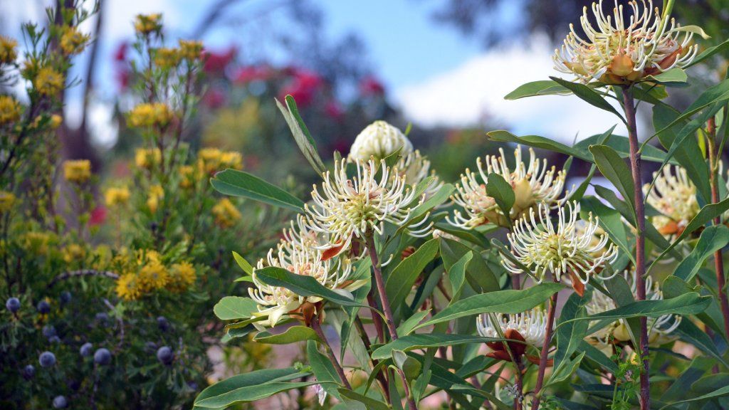 Australian flowers