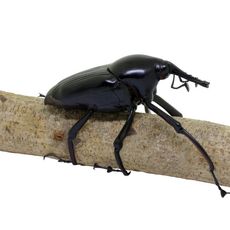 A South American palm weevil on a stick
