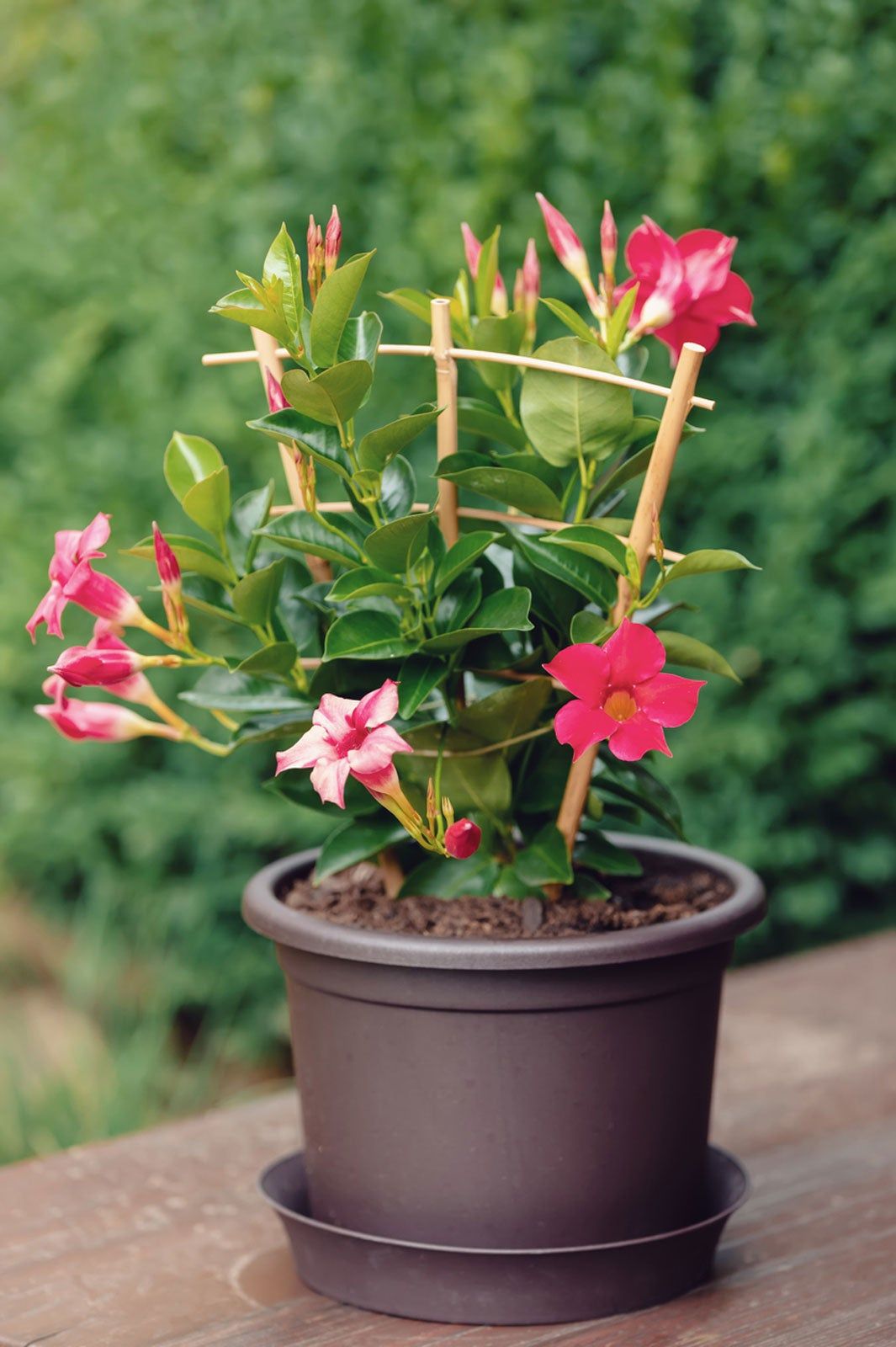 Small Potted Mandevilla Flowers