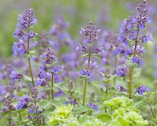 Purple catmint flowers – or nepeta