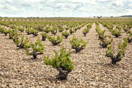 Beige gravelly soil with small vines with gnarly trunks in diagonal rows