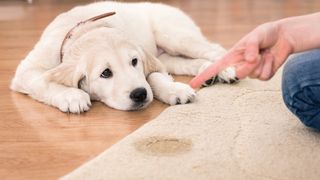 32 most common mistakes new dog owners make