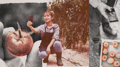 Photo collage of a young Chinese farmer taking a selfie with her crops, a man taking a photo of a crate of tomatoes, and a hand presenting a cherry tomato